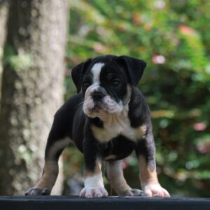 Old English Bulldog Adult Dog Faith