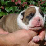 Old English Bulldog Adult Dog Fawn