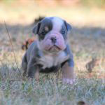 Old English Bulldog Adult Dog Fawna