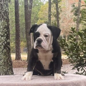 Old English Bulldog Adult Dog Fifi