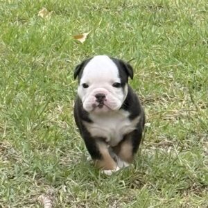Old English Bulldog Puppy 