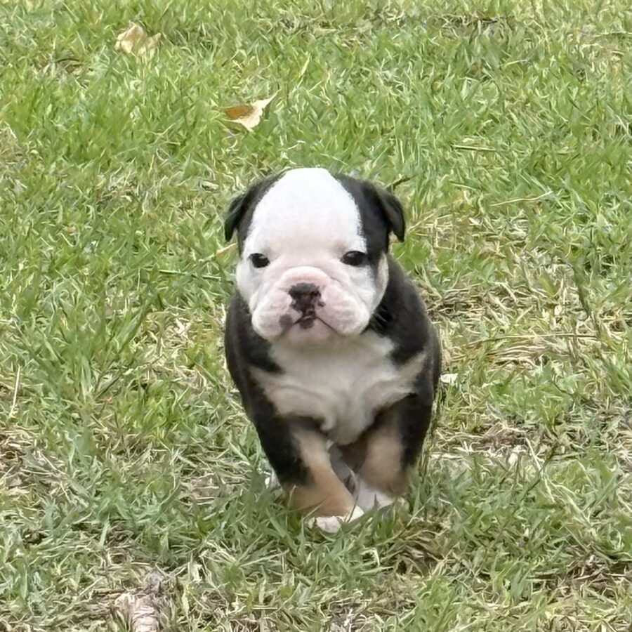 Finley