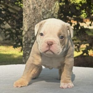 Old English Bulldog Puppy 