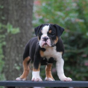 Old English Bulldog Adult Dog Flori