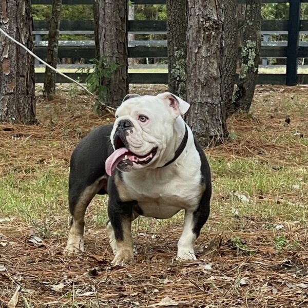 Old English Bulldog Adult Dog Frankie