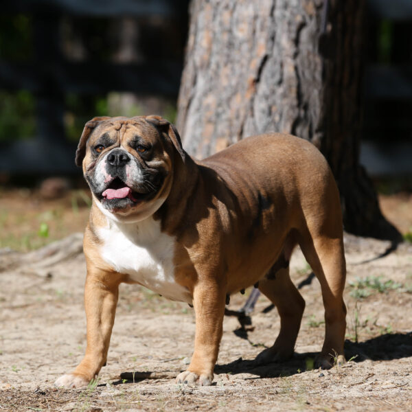 Old English Bulldog Adult Dog Franny