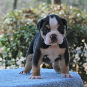 Old English Bulldog Adult Dog Freddie