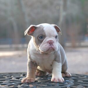 Old English Bulldog Adult Dog Freddie