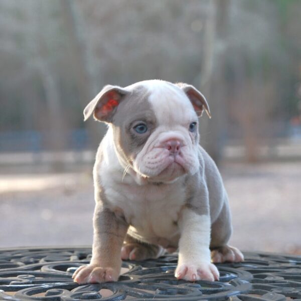 Old English Bulldog Adult Dog Freddie