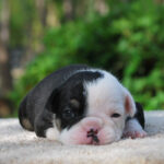 Old English Bulldog Adult Dog Frieda