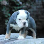 Old English Bulldog Adult Dog Gemma