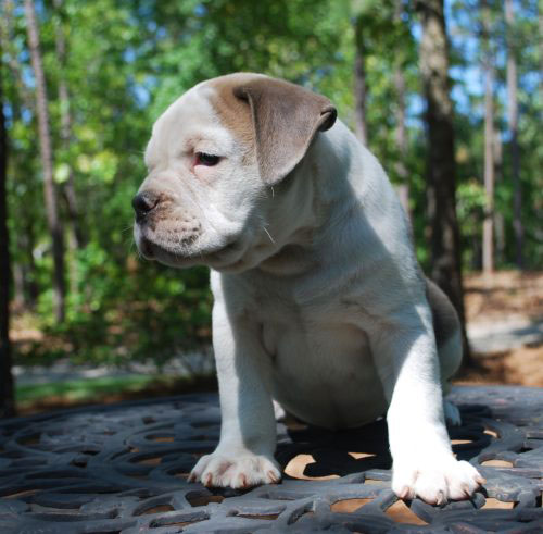 Old English Bulldog Adult Dog Gibbs