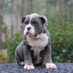 Old English Bulldog Adult Dog Ginny