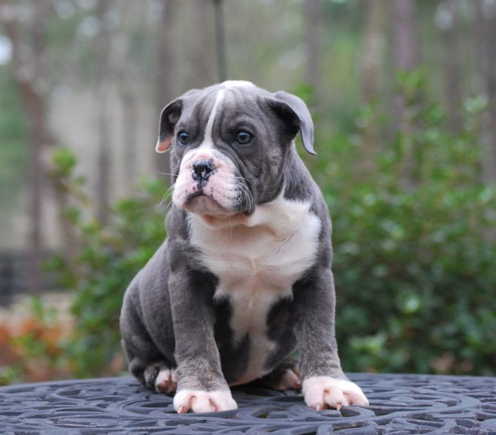 Old English Bulldog Adult Dog Ginny