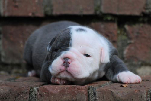 Old English Bulldog Adult Dog Gladys