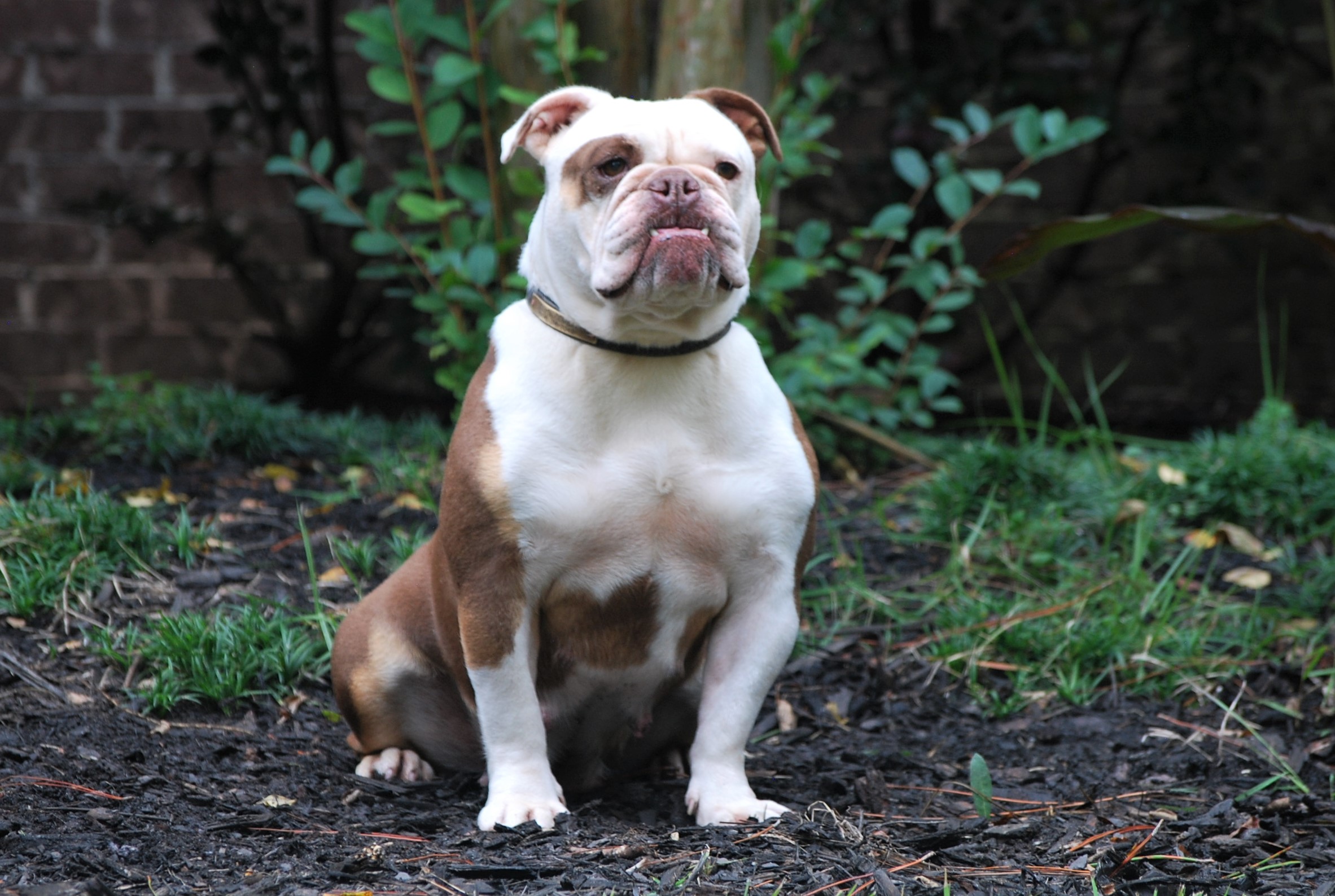 See puppies by Godiva - Olde South Bulldogges