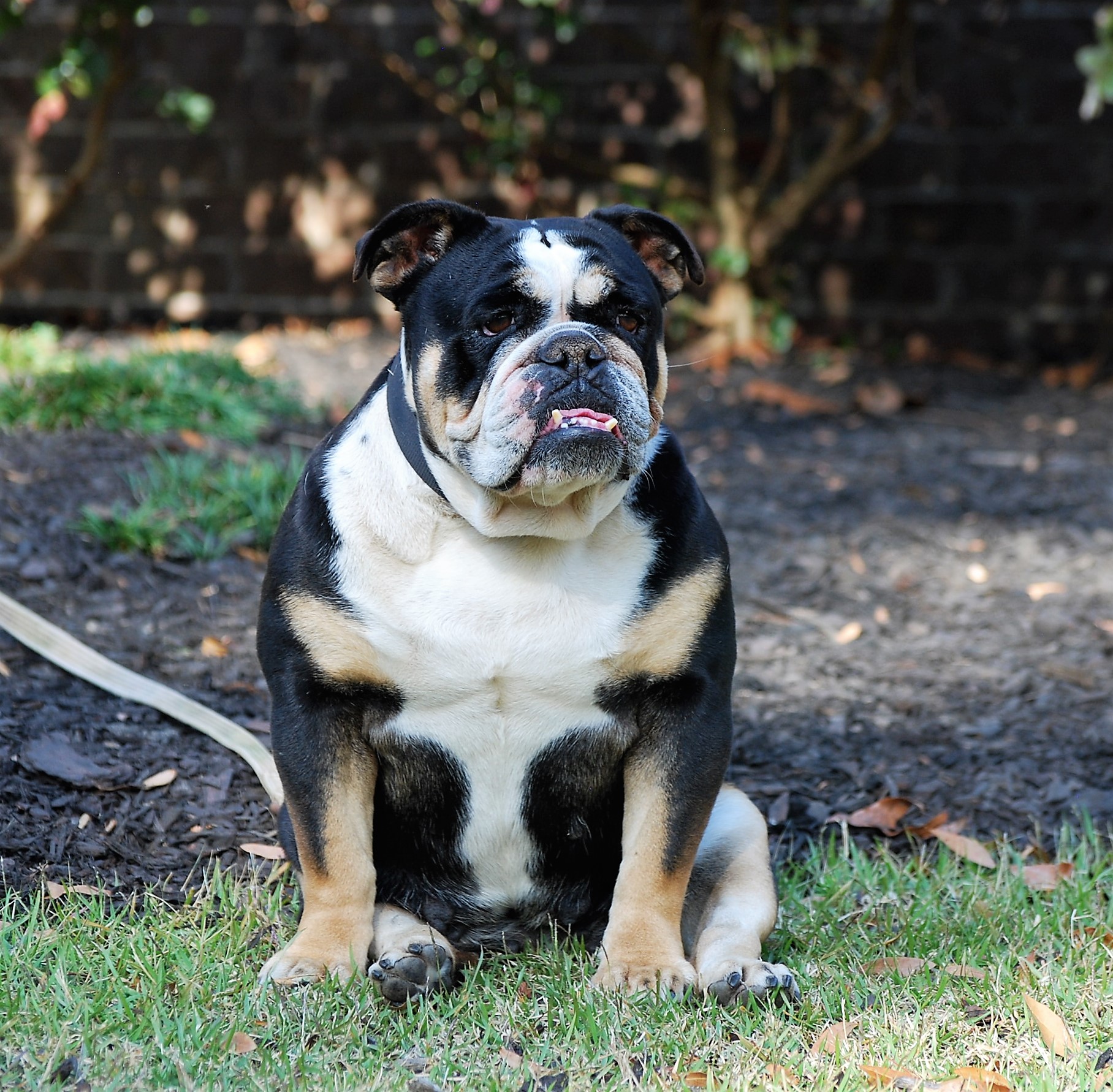 Tri Blue English Bulldog of all time Check it out now | bulldogs