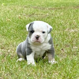 Old English Bulldog Puppy 