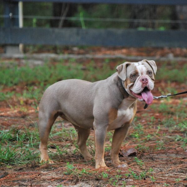 Old English Bulldog Adult Dog Gracie