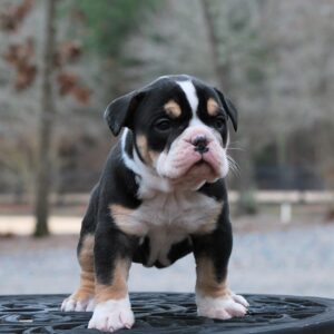 Old English Bulldog Adult Dog Gracie