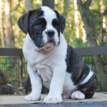 Old English Bulldog Adult Dog Guinness