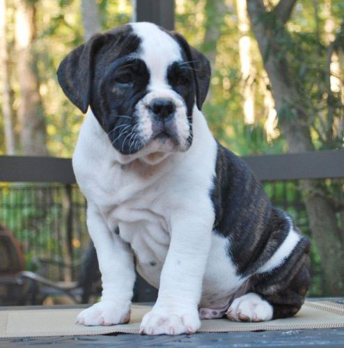 Old English Bulldog Adult Dog Guinness