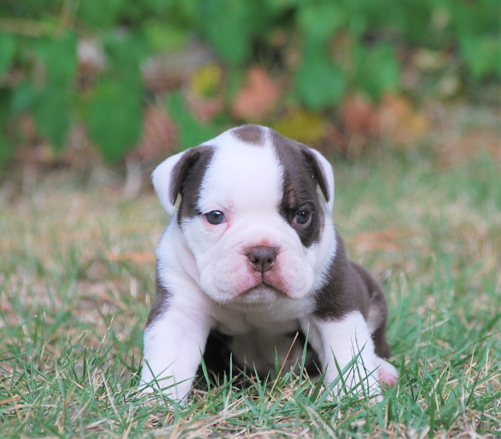 Olde English Bulldogs are Tricky to Breed...Here's Why - Olde South ...