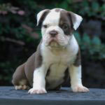 Old English Bulldog Adult Dog Gus