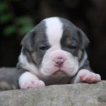 Old English Bulldog Adult Dog Harper