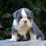 Old English Bulldog Adult Dog Harvey