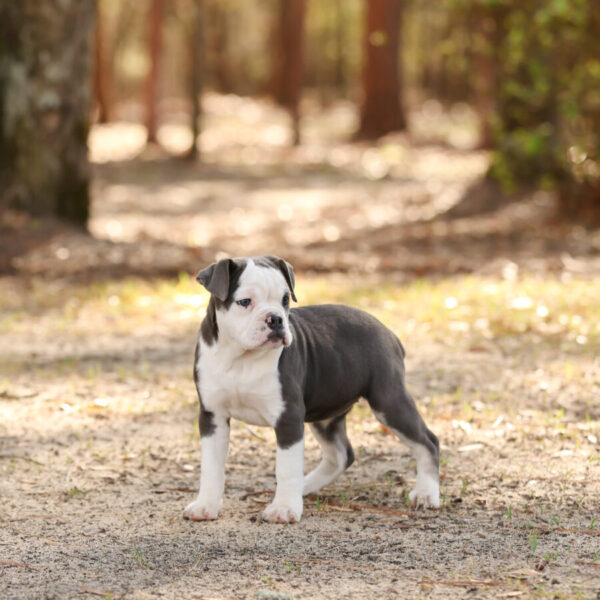 Old English Bulldog Adult Dog Hattie