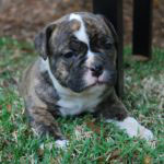 Old English Bulldog Adult Dog Hattie