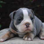 Old English Bulldog Adult Dog Hayes