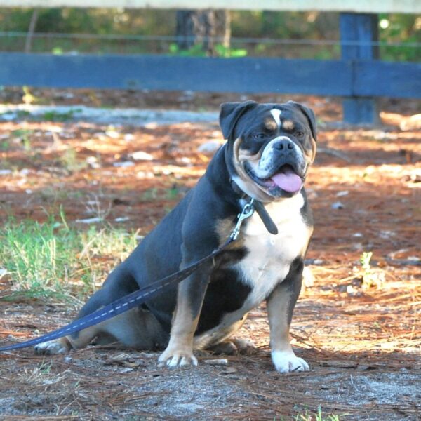 Old English Bulldog Adult Dog Hazel