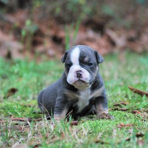 Old English Bulldog Adult Dog Hazel