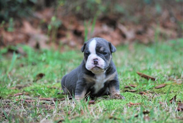 Old English Bulldog Adult Dog Hazel