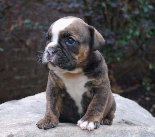 Old English Bulldog Adult Dog Hazel