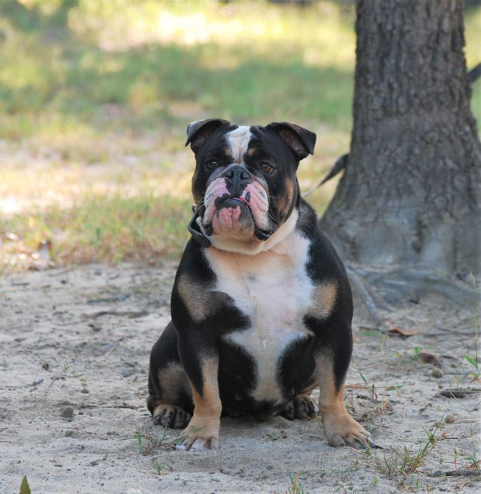 Old English Bulldog Adult Dog Heidi