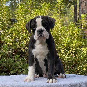 Old English Bulldog Puppy 