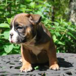 Old English Bulldog Adult Dog Herbie