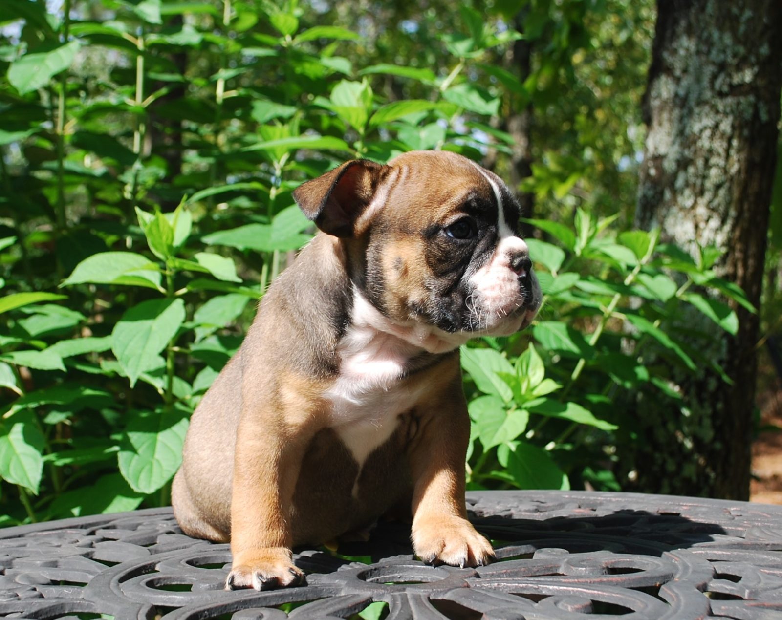 Olde English Bulldogge Puppy Colors | Olde South Bulldogges