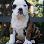 Old English Bulldog Adult Dog Hermes