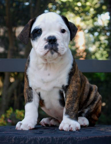 Old English Bulldog Adult Dog Hermes