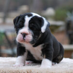 Old English Bulldog Adult Dog Hilda