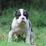 Old English Bulldog Adult Dog Hopper