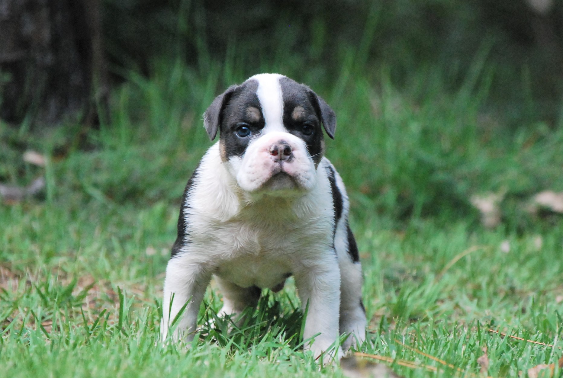 Blue Tri Olde English Bulldogge Puppies For Sale