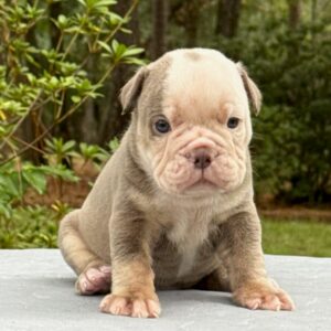 Old English Bulldog Puppy 