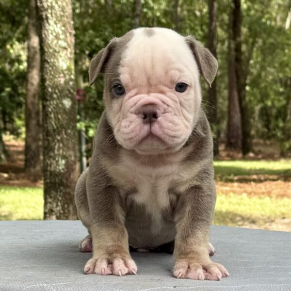 Old English Bulldog Adult Dog Huck II