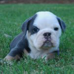 Old English Bulldog Adult Dog Blue Iris