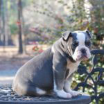 Old English Bulldog Adult Dog Isabella